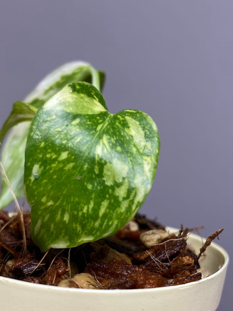 M*0様 ②【超希少‼️】モンステラ　エレクトロライト　斑入り　レア　人気　メル