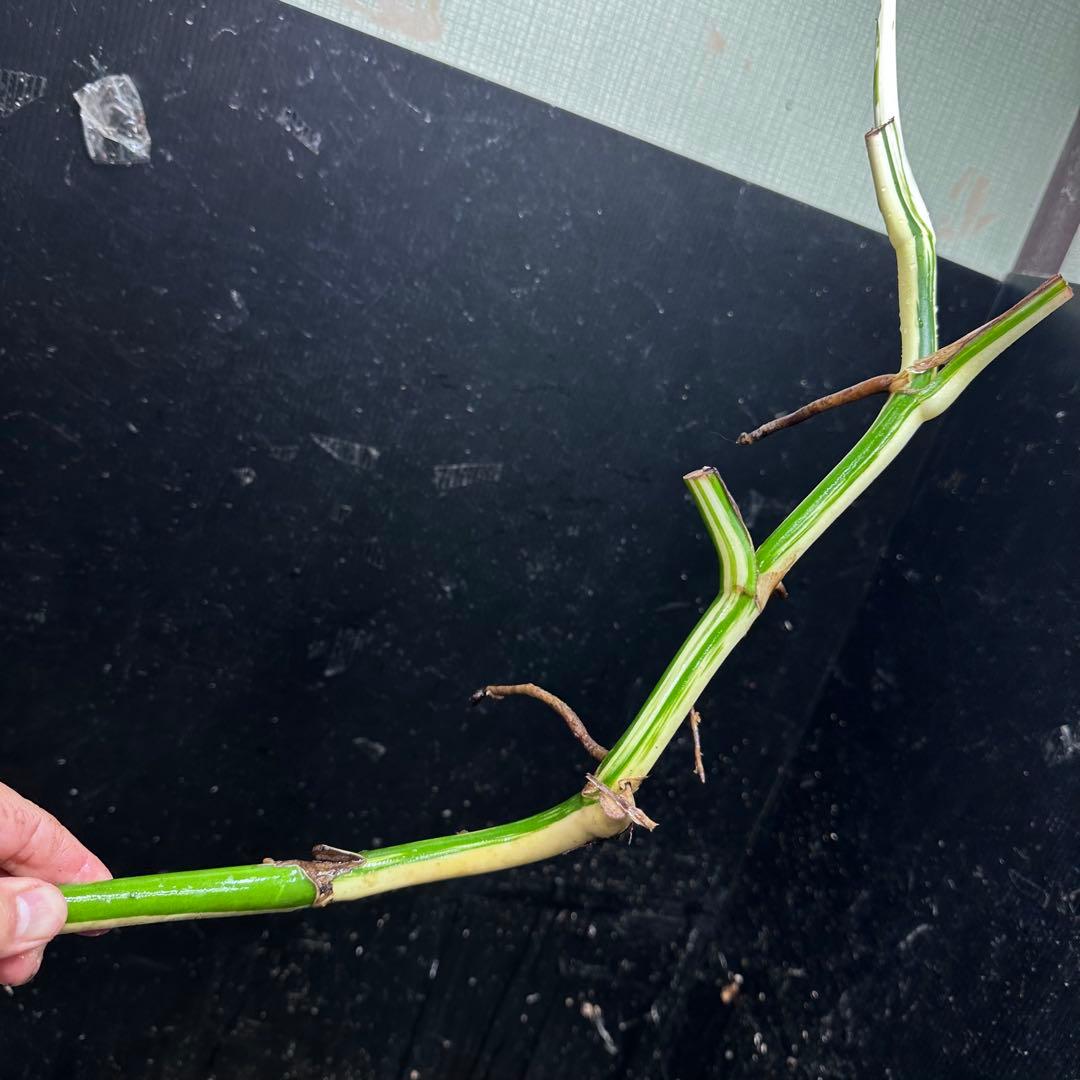 超*✿様 斑入りモンステラホワイトタイガー大茎7株おまとめ