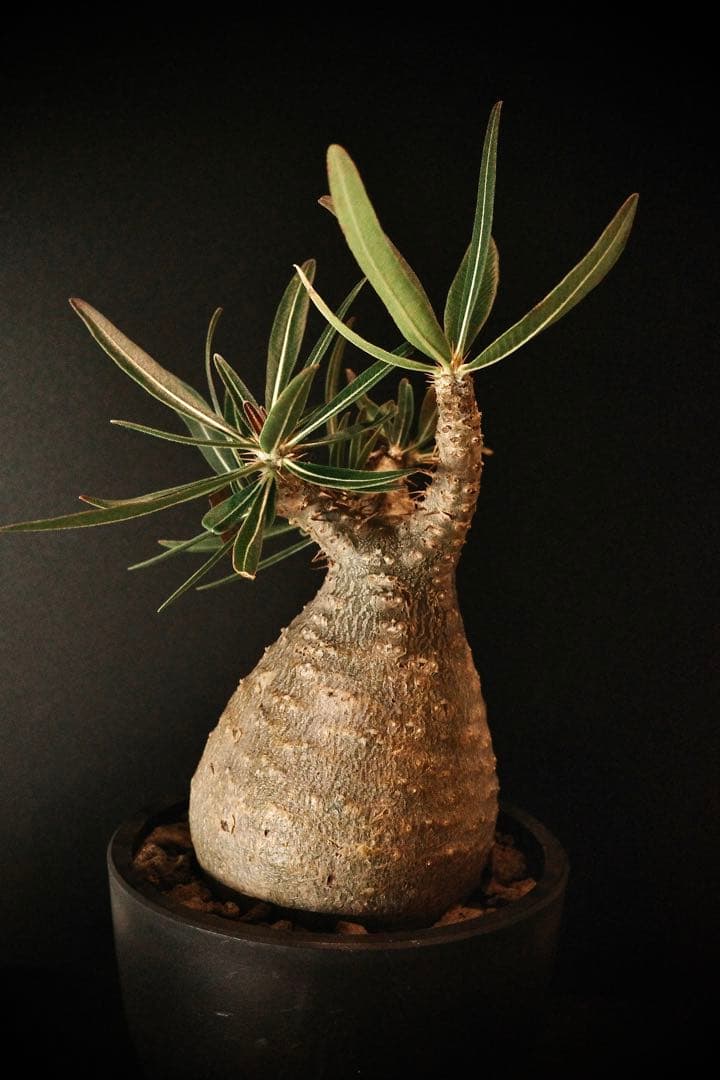 【良型】パキポディウムグラキリス発根済み現地球