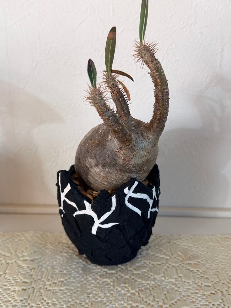 グラキリス　鉢付き