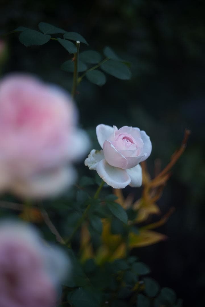 訳ありSALE！虹の出るライカの癖玉！Leica Summar 50mm F2