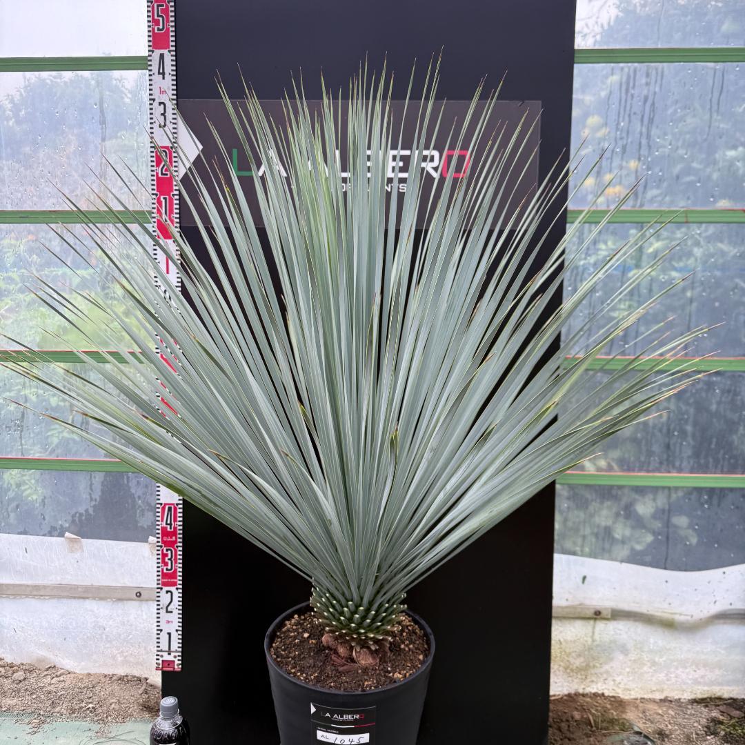 【AL1045】ユッカ　ロストラータ　ランチョブルー　数量限定販売