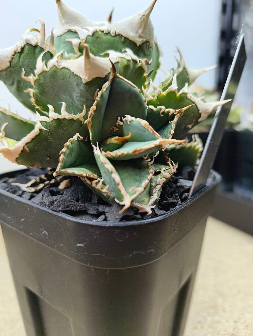 アガベ オテロイ 白豪刺 子株 （チタノタ）