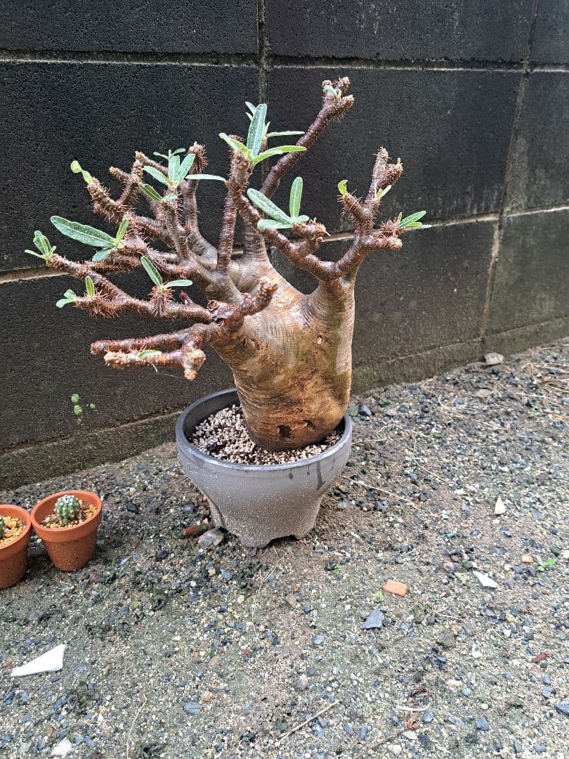 パキポディウム・グラキリス 大型 鉢付き