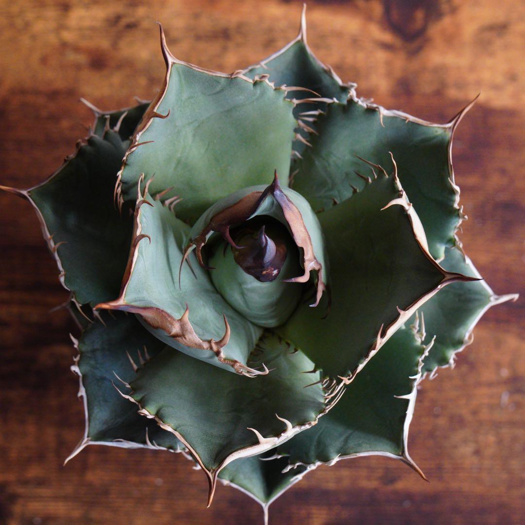 【011】アガベ オテロイ 実生／鉢植え発送