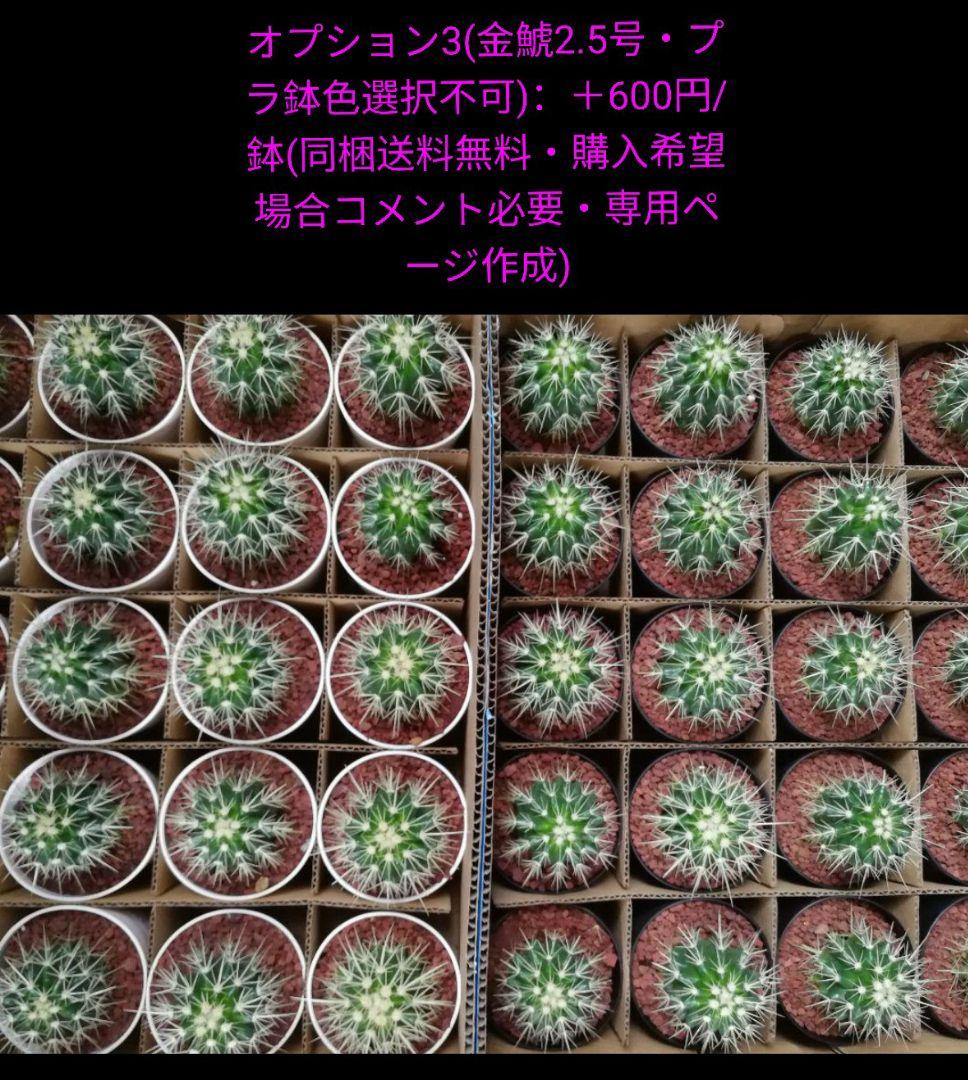 ｔ金鯱 サボテン キンシャチ 8号 ロックガーデン 逸品 エキノカクタス