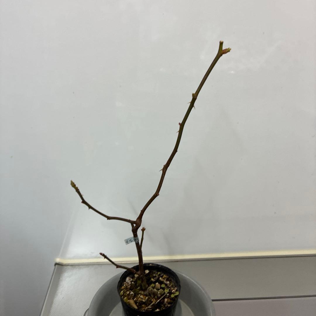 ⭐️購入前に必ずコメントをお願いします　47、バラ苗　美しい