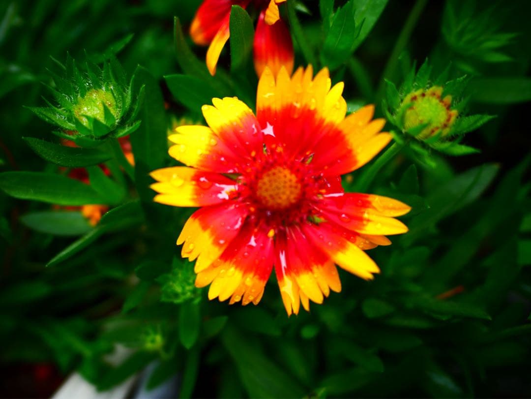 [ほぼ新品]LEICA DG SUMMILUX 15mm/F1.7