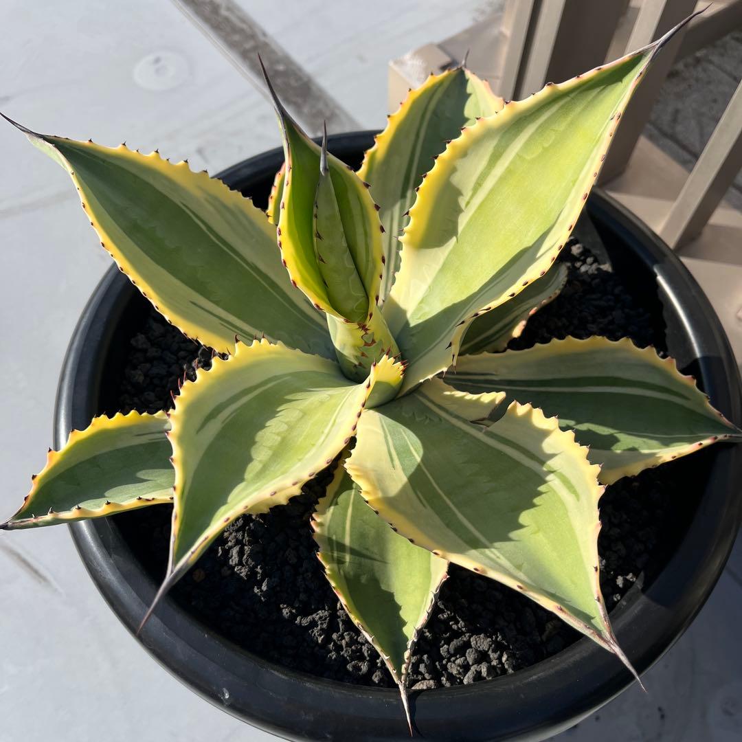 アガベ　リップルエフェクト