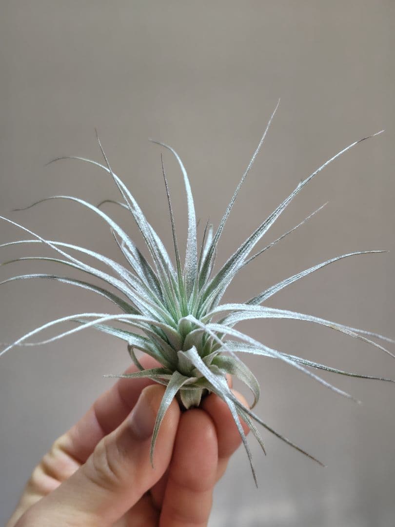 Tillandsia chapeuensis チャペウエンシス