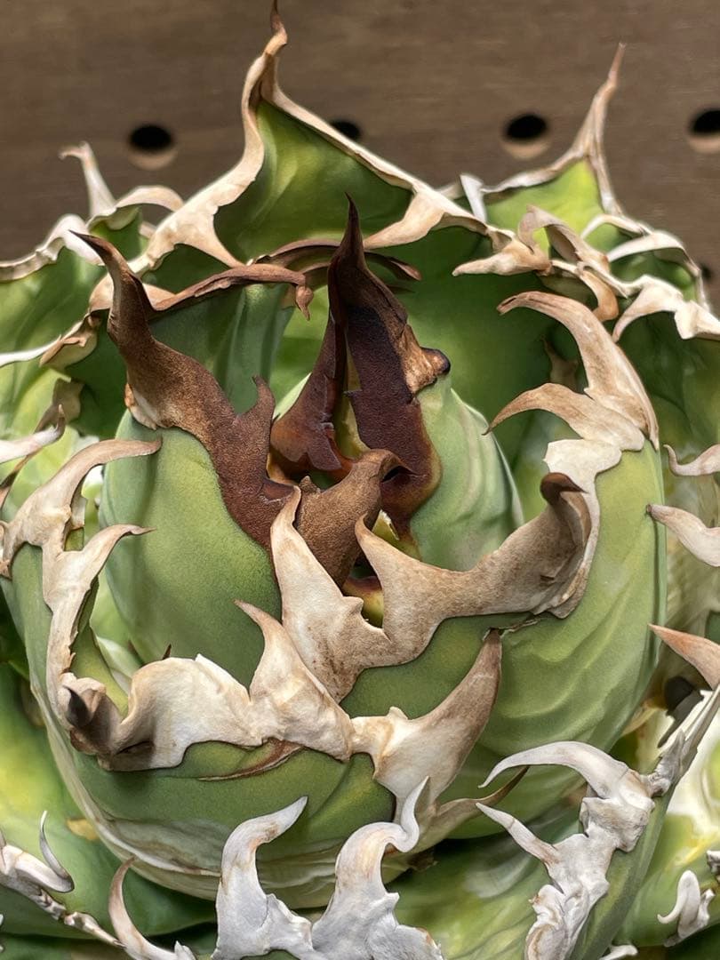 C*a様 アガベ　チタノタ　シーザー　親株　抜苗発送