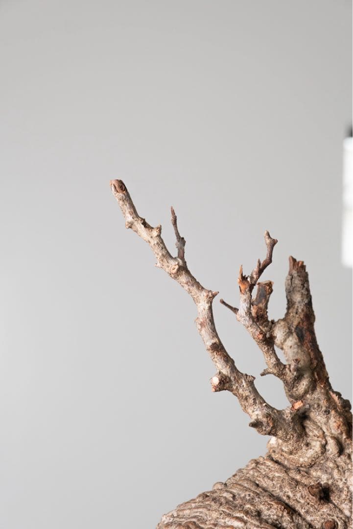 AP130 オペルクリカリア パキプス ベアルート株