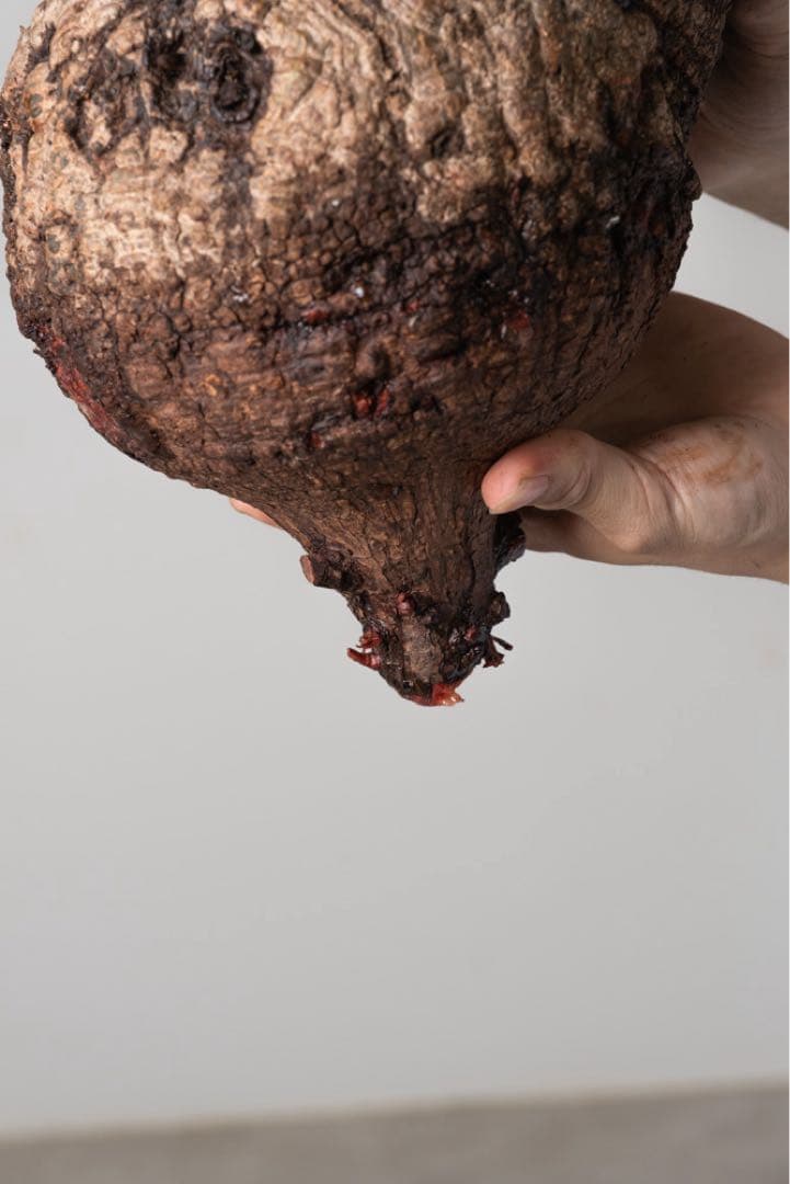 AP130 オペルクリカリア パキプス ベアルート株