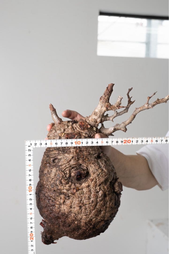 AP130 オペルクリカリア パキプス ベアルート株