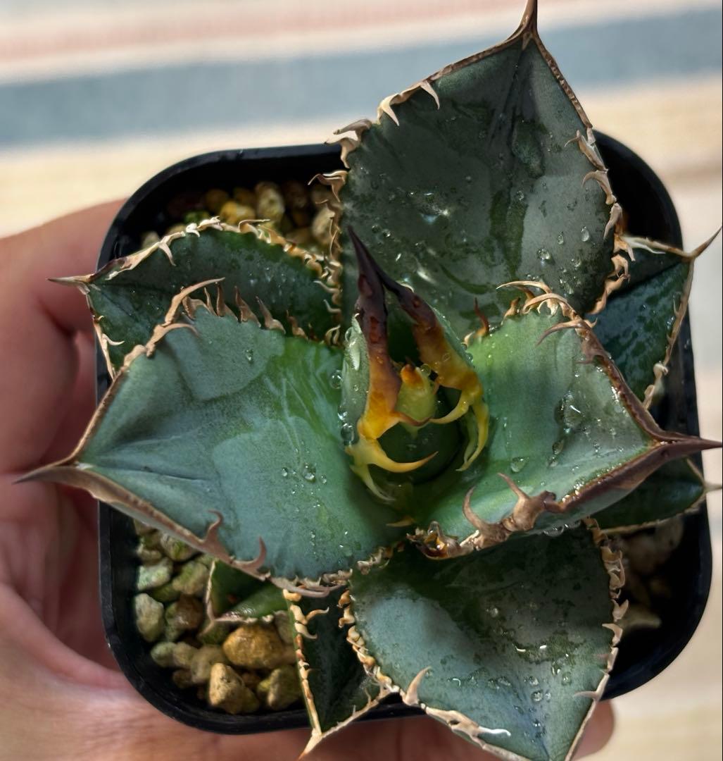 な*ち様 実生 チタノタ 検索)オアハカ スナグル オテロイ アガベ fo-07