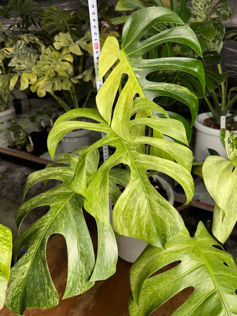 モンステラ　ボルギシアナ　x デリシオーサ　ミント　超美斑入り作品株