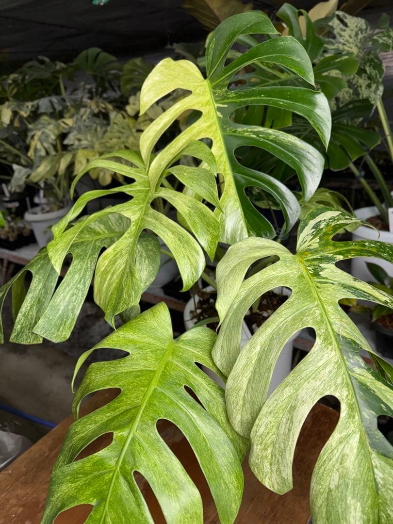 モンステラ　ボルギシアナ　x デリシオーサ　ミント　超美斑入り作品株