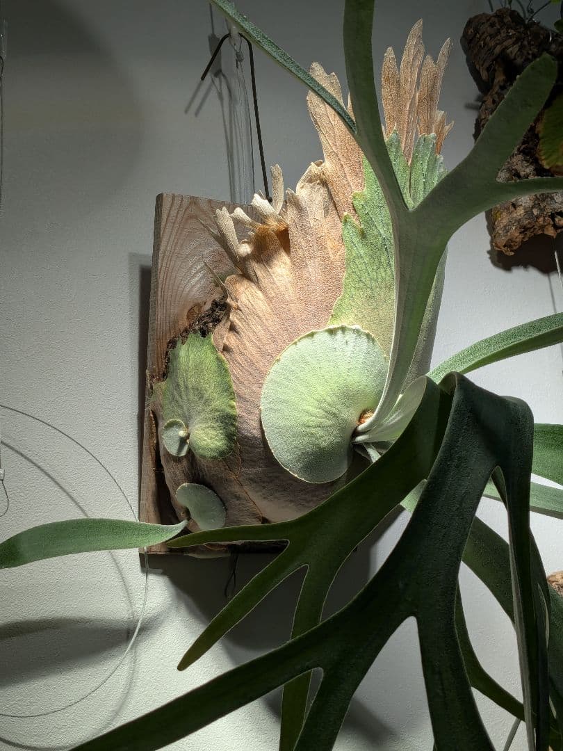 親株Monkey north high shield モンキーノースハイシールド