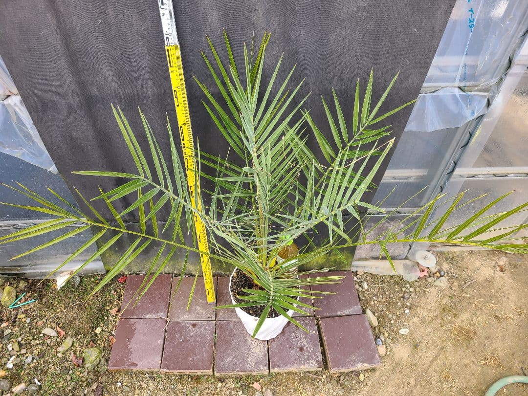 ナツメヤシ 耐寒性ヤシ 8号鉢 高さ約110cm 現品発送 ドライガーデン