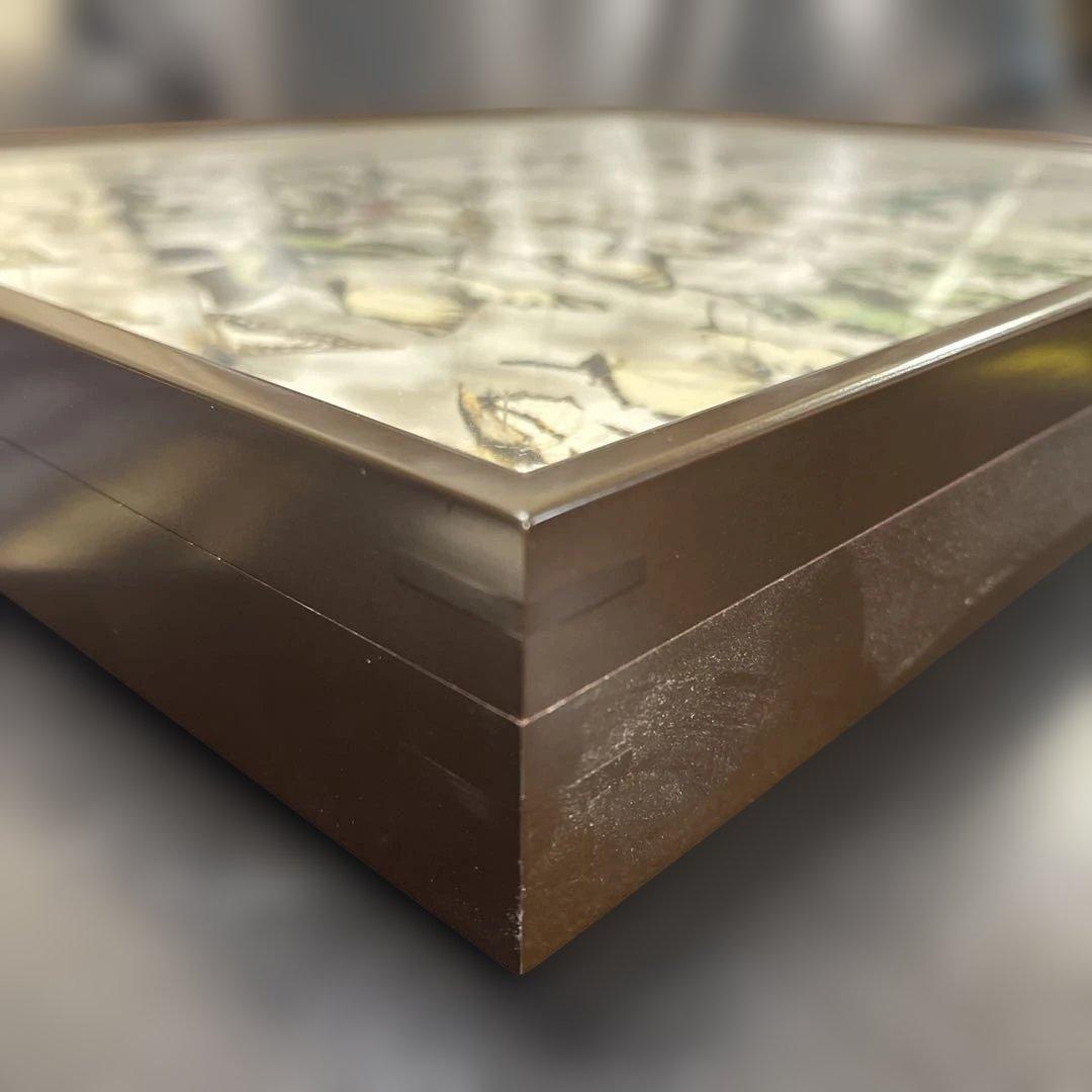 蝶標本、アオスジやミカド類多種