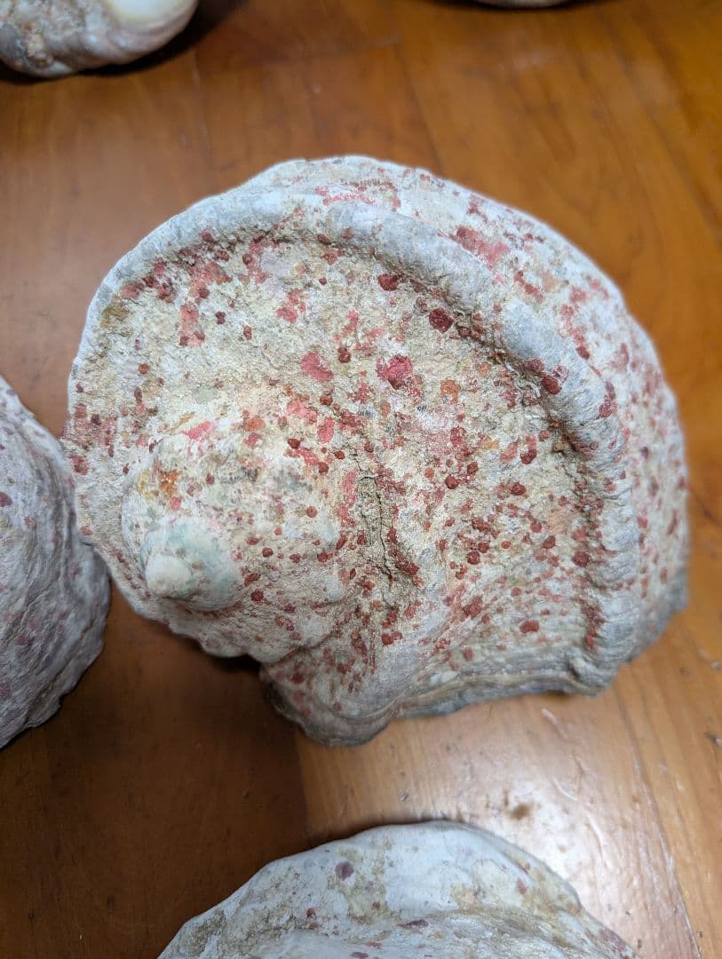 特大夜光貝14個セット　約1000g〜1800g　約17kgまとめ売り