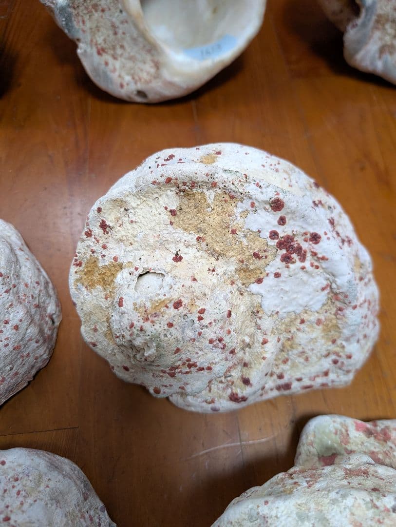 特大夜光貝14個セット　約1000g〜1800g　約17kgまとめ売り