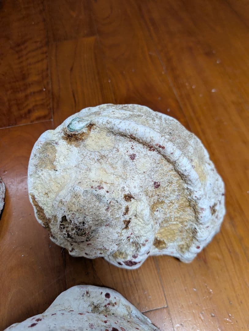 特大夜光貝14個セット　約1000g〜1800g　約17kgまとめ売り