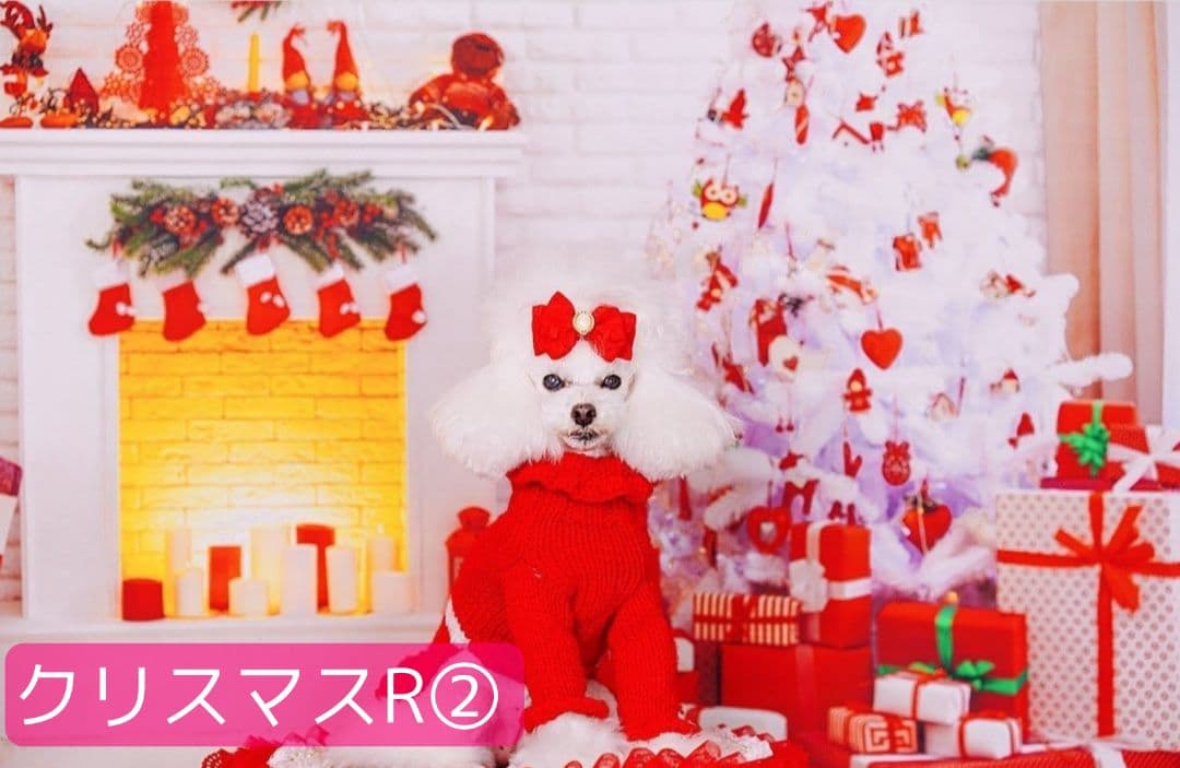 背景布+秋色チョーカー　パンパスグラス　お月見　十五夜　ペットサロン撮影用