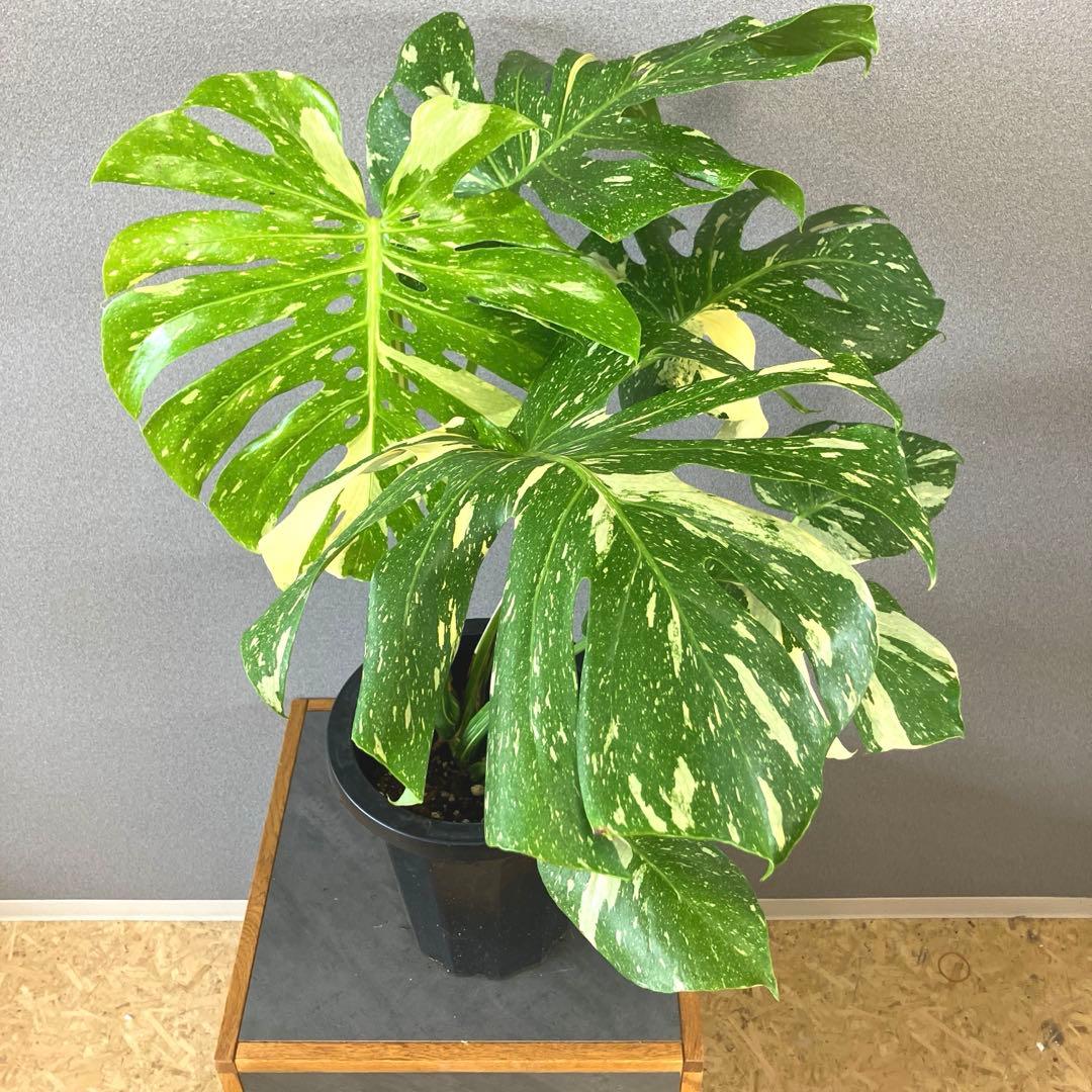 超希少❗️特大❗️超美斑❗️モンステラ　タイコンステレーション✨