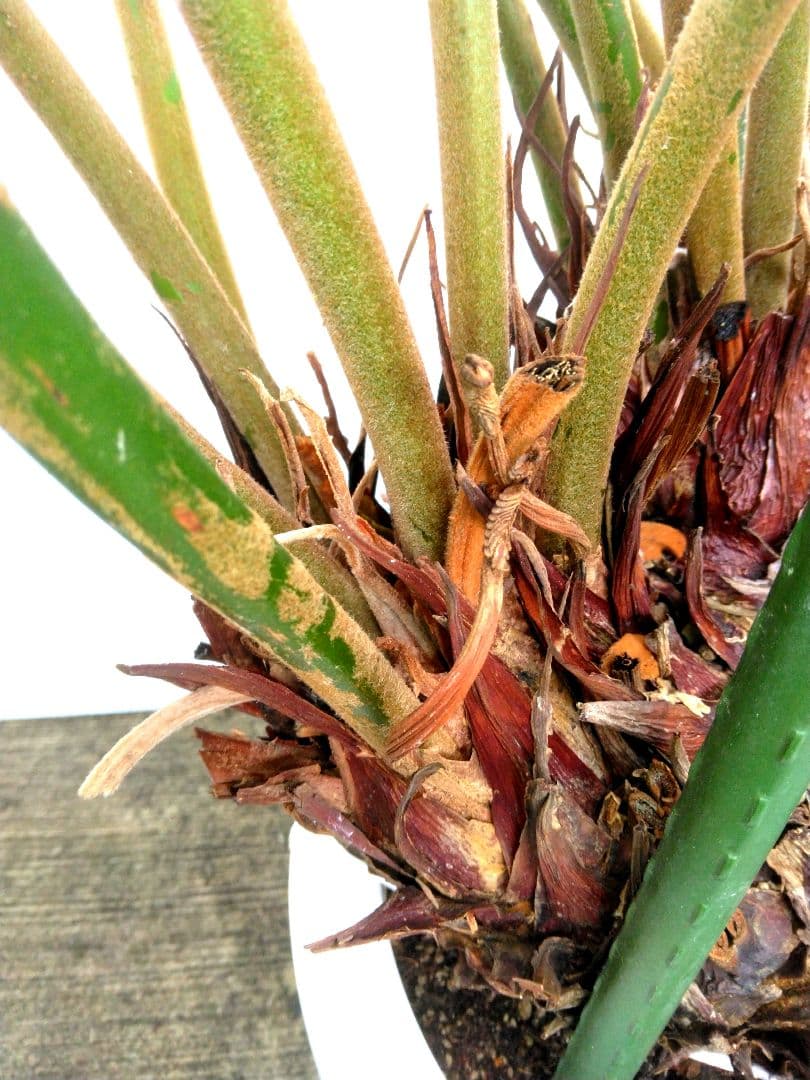 ⭐メキシコソテツ⭐(特大！重量級！)