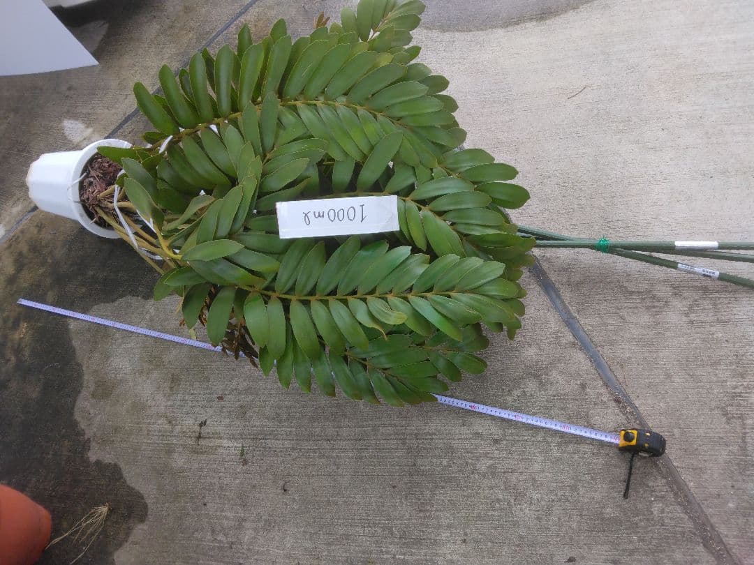 ⭐メキシコソテツ⭐(特大！重量級！)