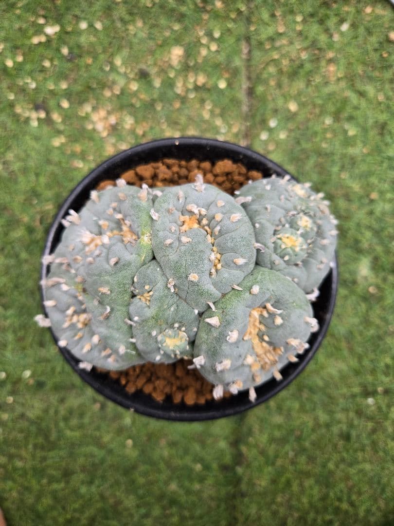 銀冠玉モンストー サ(カキコ)