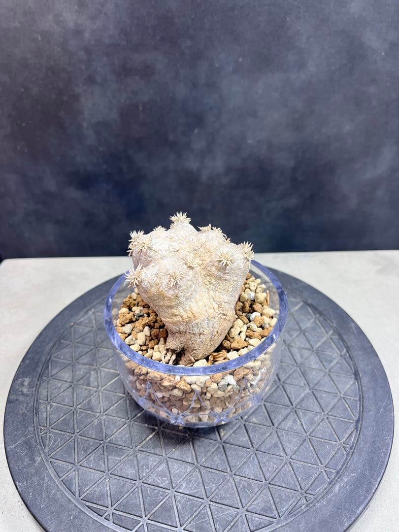 パキポディウム ブレビカウレB6 恵比寿笑