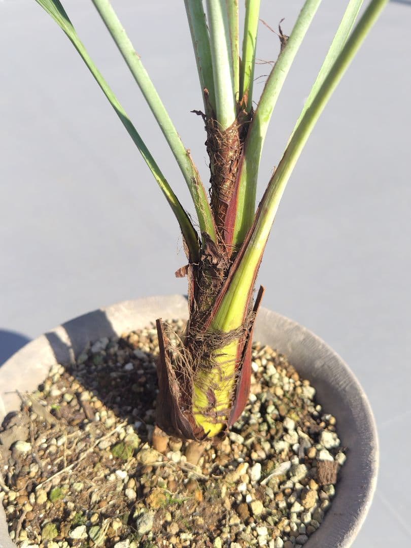 Brahea armata　トゲハクセンヤシ　ブラヘア アルマータ