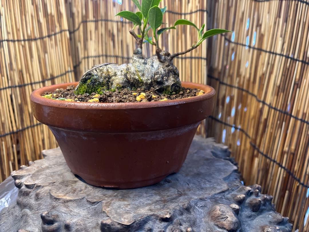 ✨✨✨ガジュマル【◎良品素材】検/珍奇塊根類♪セール品♪