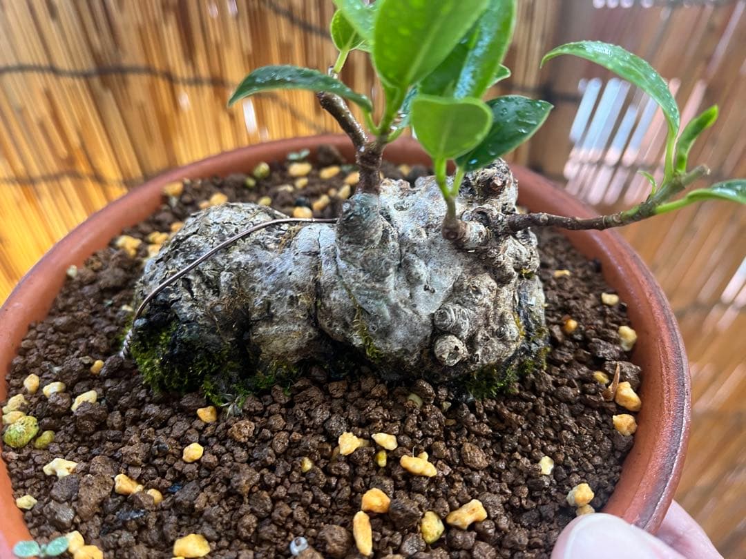 ✨✨✨ガジュマル【◎良品素材】検/珍奇塊根類♪セール品♪