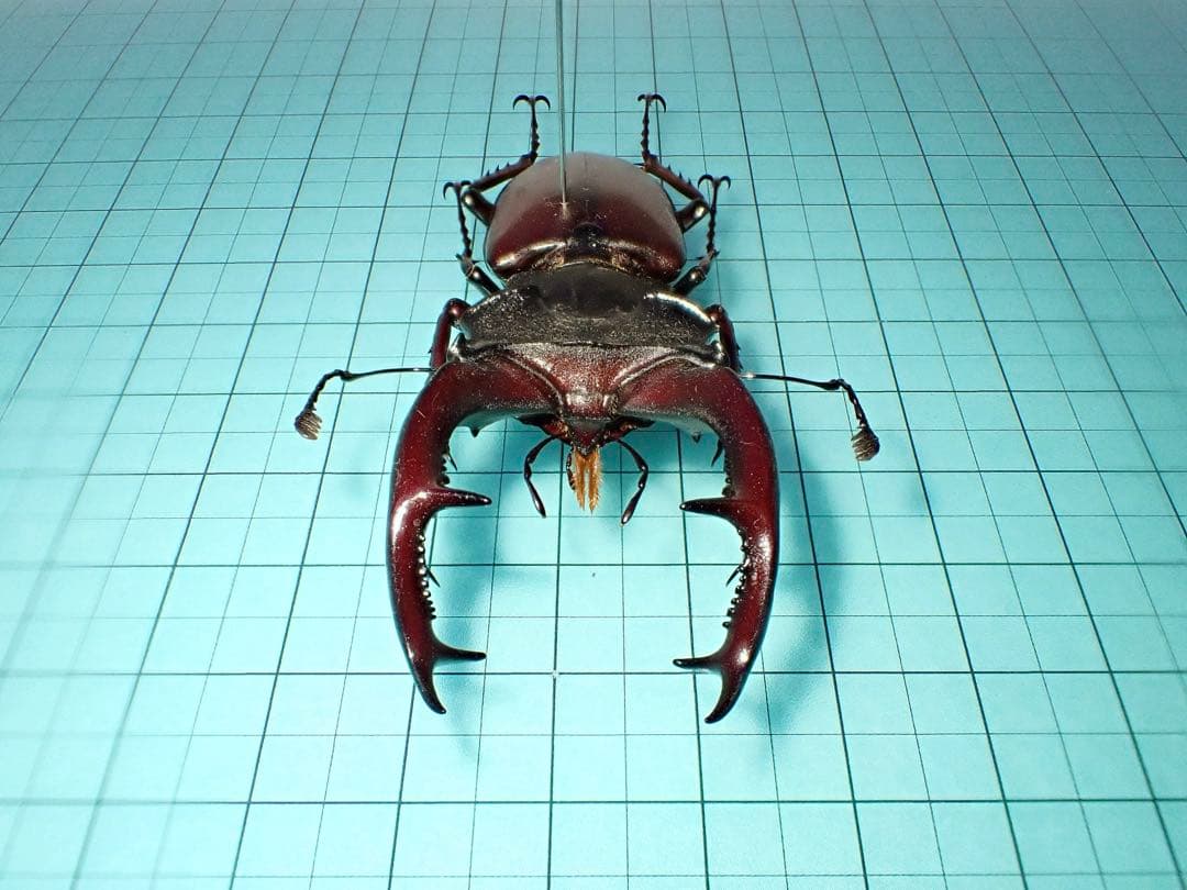 【標本】希少産地　ヨーロッパミヤマクワガタ　セルビア産　70.3ミリ　野外品