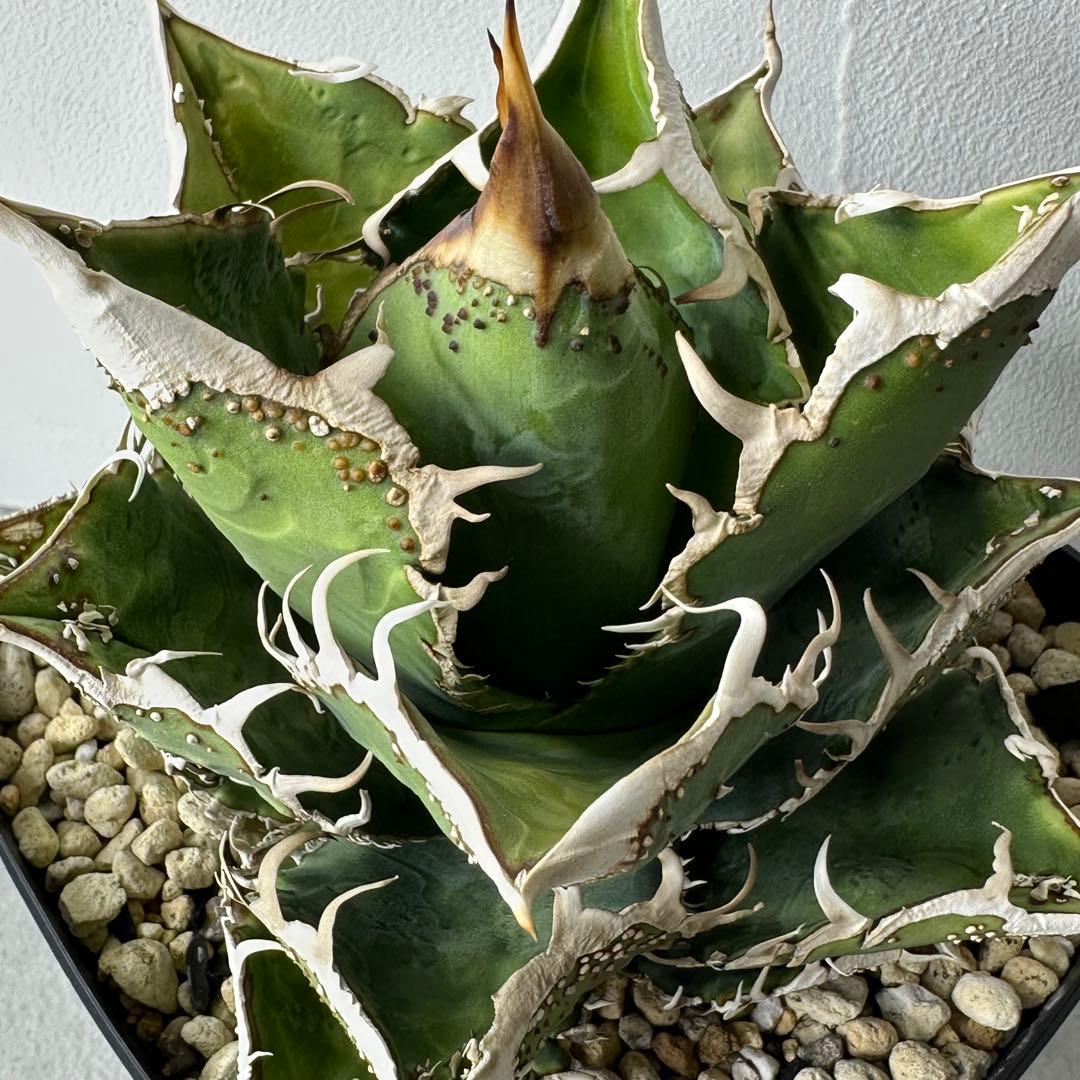 チタノタ 台湾趣味家株 セット ※バラ売り可能 検）冰雹、麻花龍