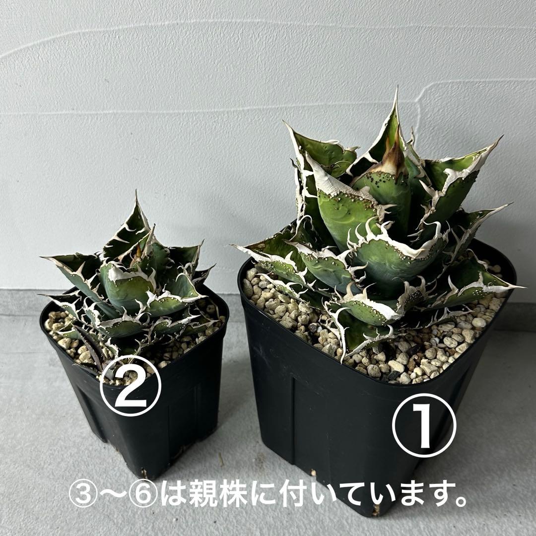 チタノタ 台湾趣味家株 セット ※バラ売り可能 検）冰雹、麻花龍