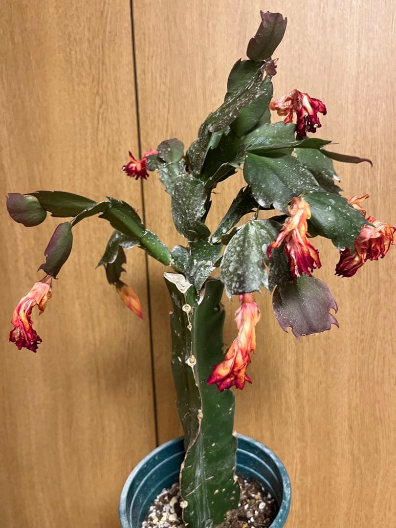 シャコバサボテン　接ぎ木　大きめ