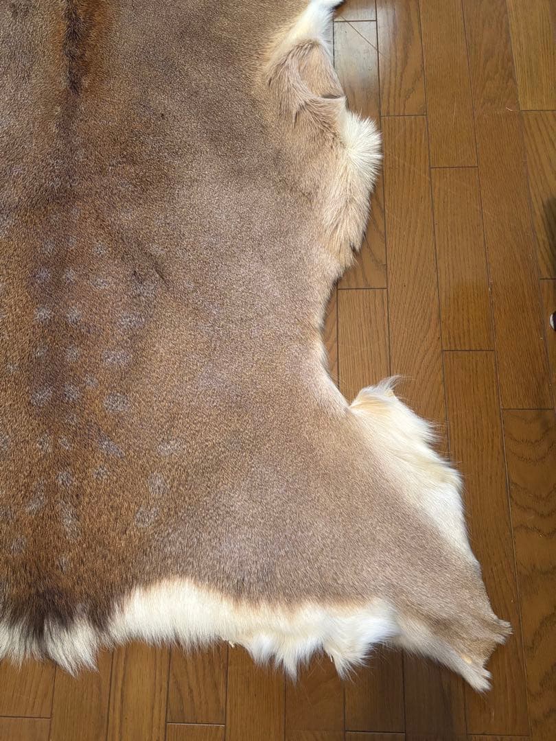 蝦夷鹿毛皮ラグ　天然　バンビ