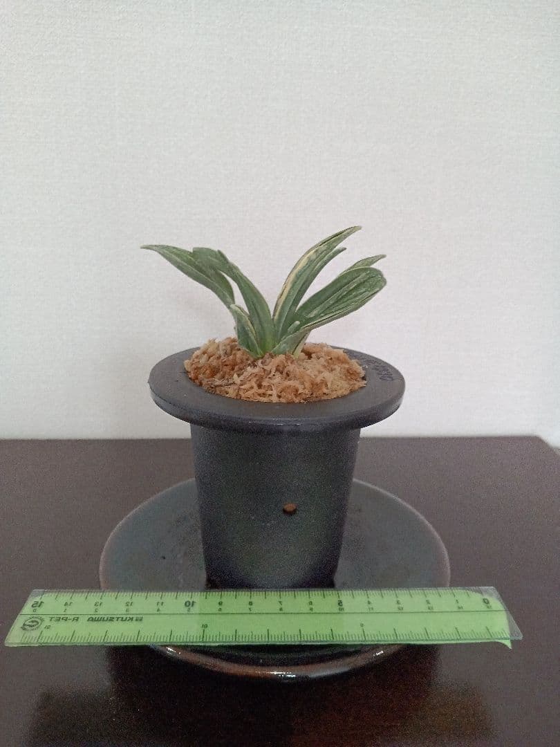 青い鳥万年青「瑞泉」