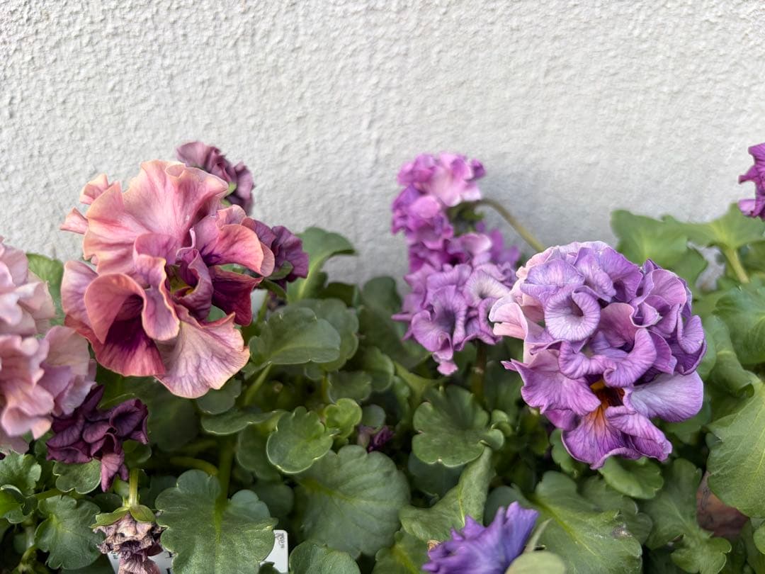 アントワネットとロココ　合計20個