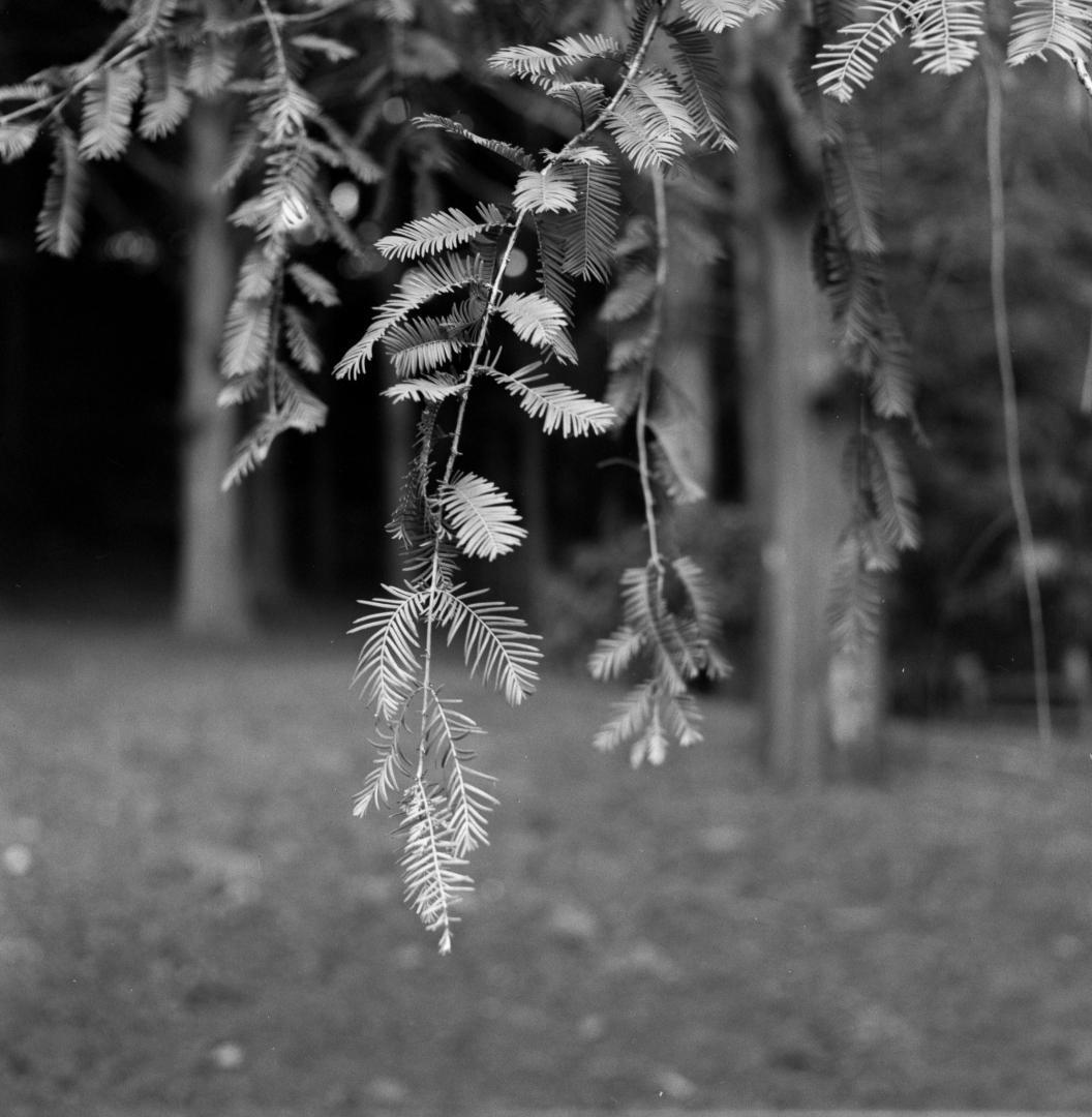 【作例あり】動作品　Minolta Autocord　二眼レフ