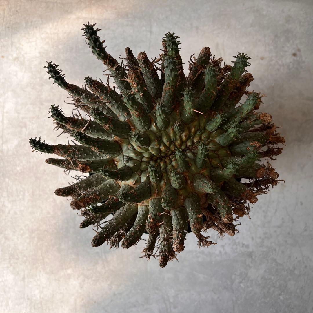 【大株】　ユーフォルビア　フスカ　Euphorbia fusca 発根済み