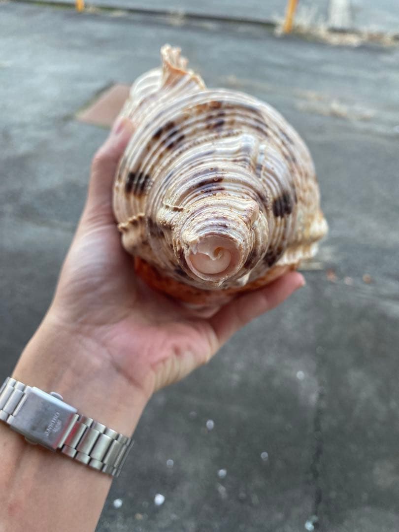 法螺貝　ホラ貝　35cm 936グラム