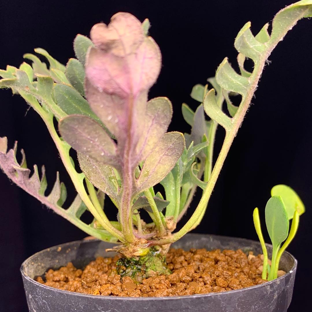 ぱちさんページ