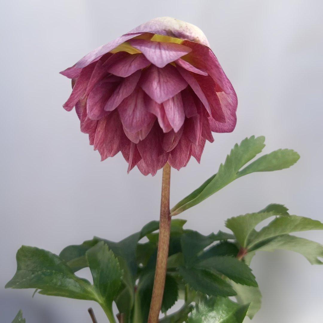 専用、お買い得！クリスマスローズ5個セット