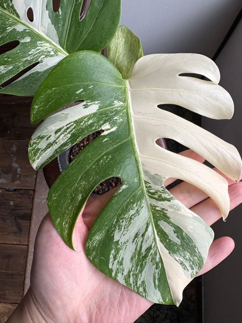 モンステラ ペッサム 斑入り バリエガータ 5号鉢