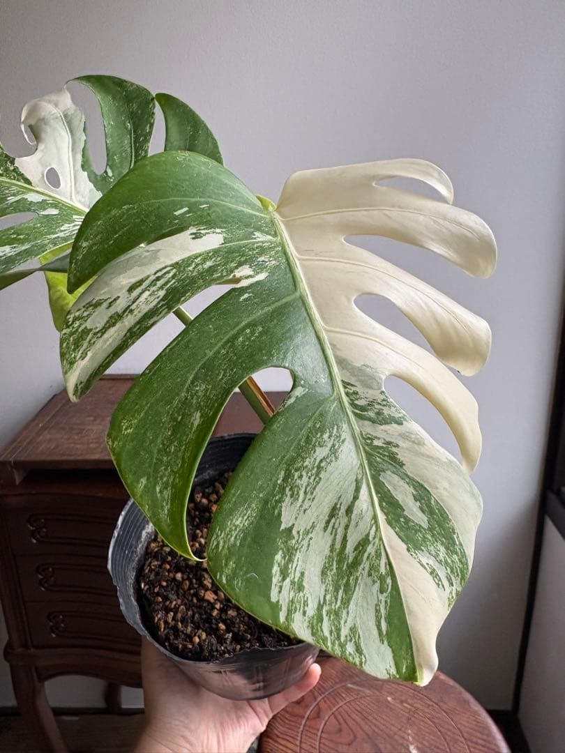 モンステラ ペッサム 斑入り バリエガータ 5号鉢